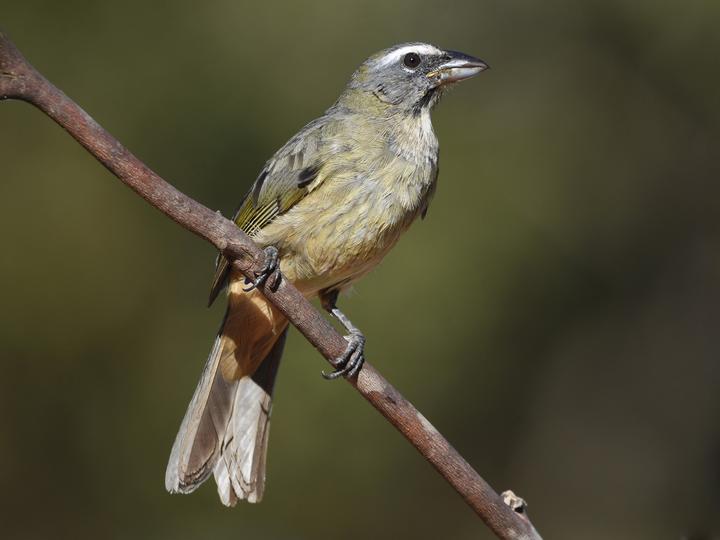 Cinnamon-bellied Saltator