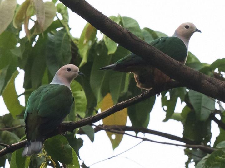 Cinnamon-bellied Imperial Pigeon
