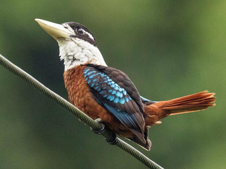 Rufous-bellied Kookaburra