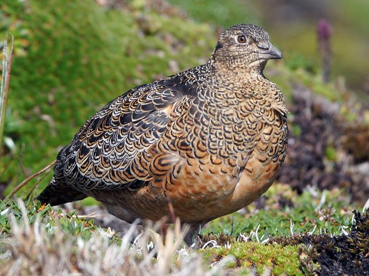 Rufous-bellied Seedsnipe