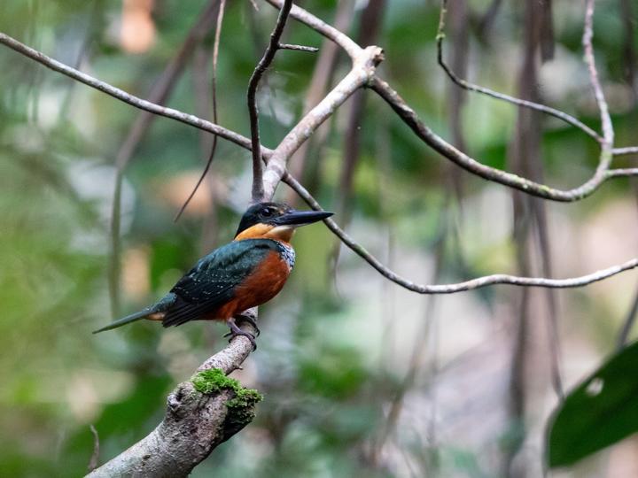 Green-and-rufous Kingfisher