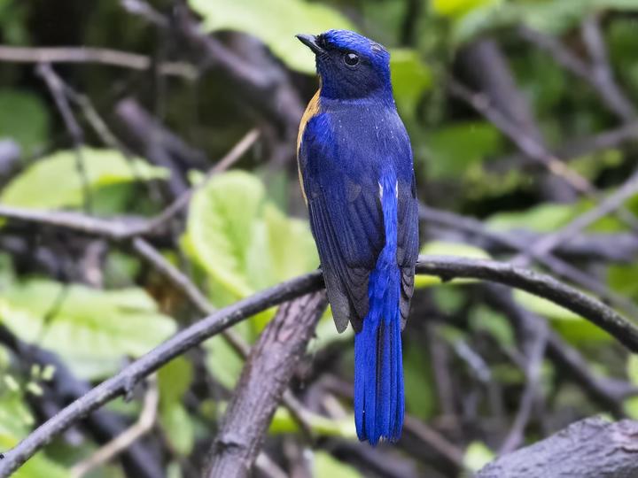 Chinese Vivid Niltava