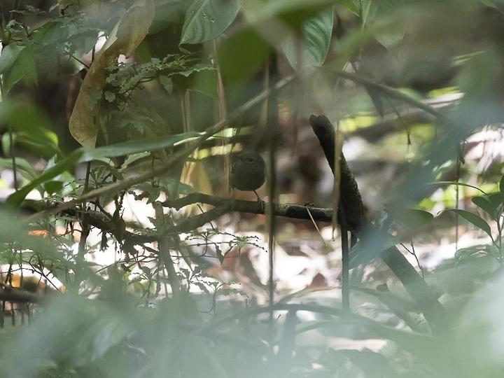 Rufous-bellied Antwren