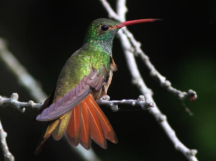 Buff-bellied Hummingbird