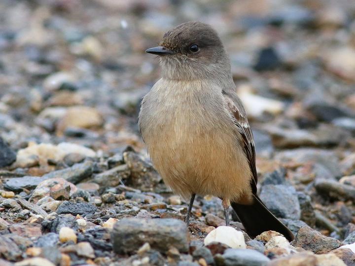 Say's Phoebe