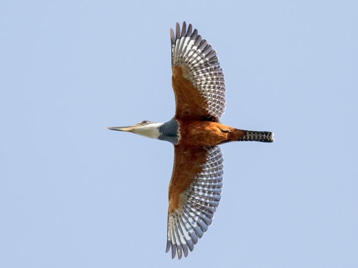 Ringed Kingfisher