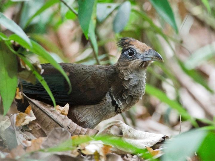 Rufous-vented Ground Cuckoo