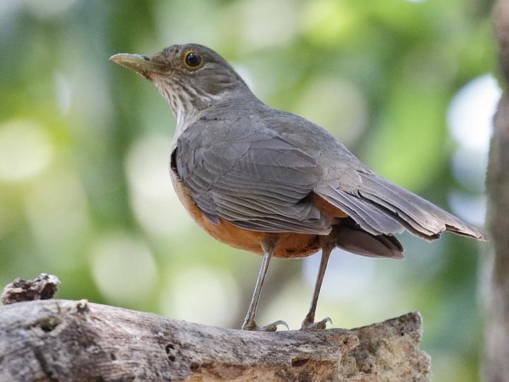 Rufous-bellied Thrush