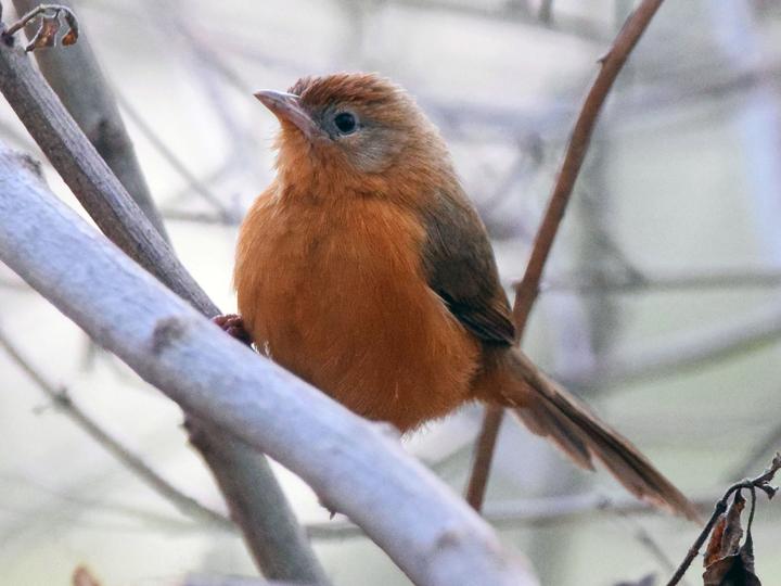 Tawny-bellied Babbler