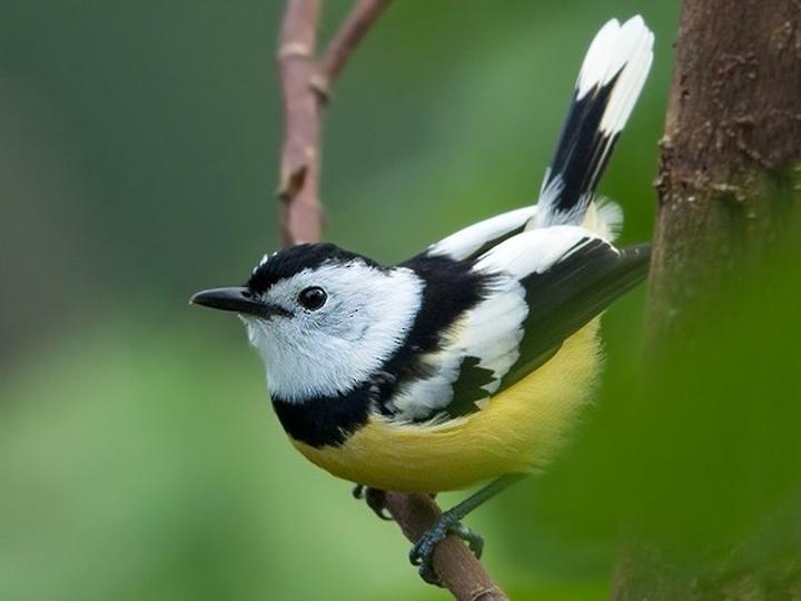 Buff-bellied Monarch