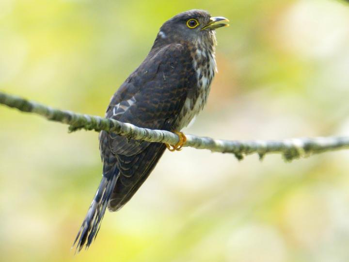 Hodgson's Hawk-Cuckoo
