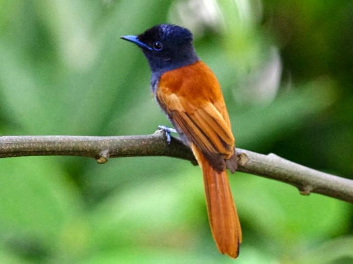 Rufous-vented Paradise Flycatcher