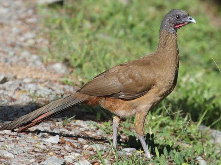 Rufous-vented Chachalaca