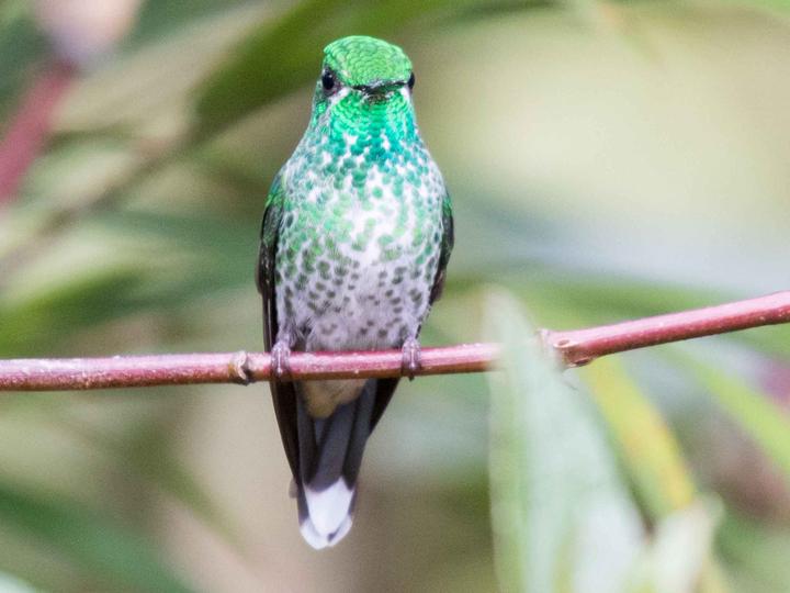 Rufous-vented Whitetip