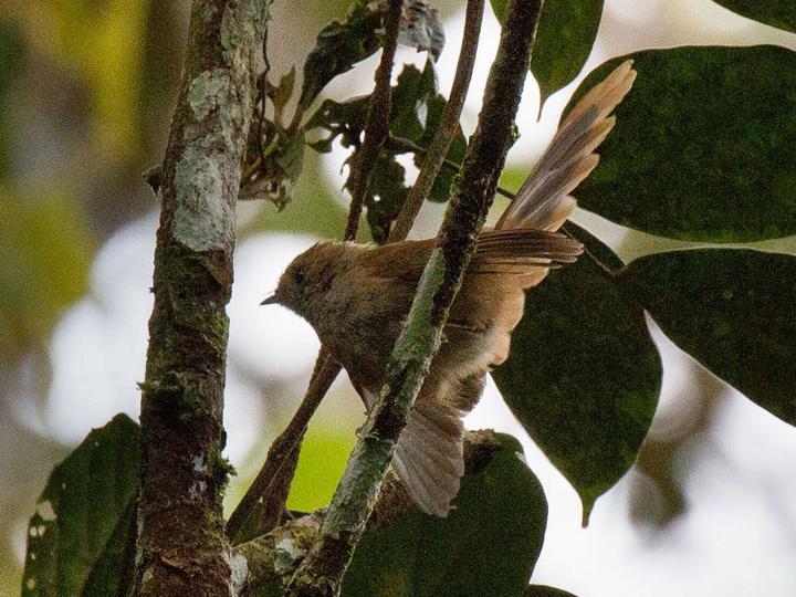 Dimorphic Fantail