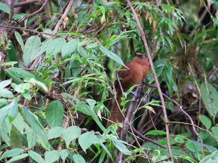 Rufous Spinetail