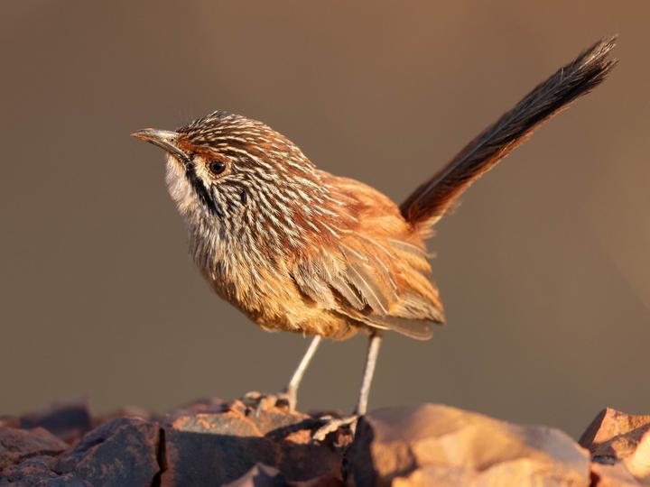 Pilbara Grasswren