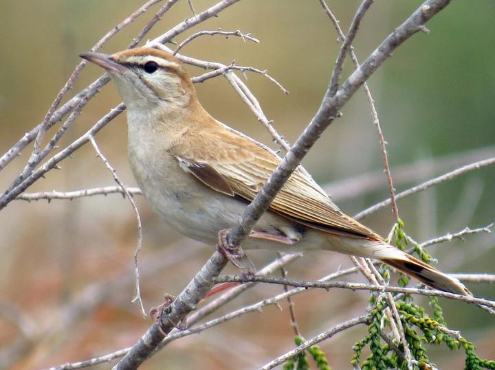Rufous-tailed Scrub Robin