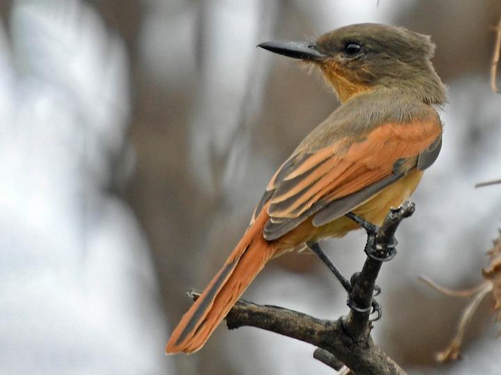 Rufous Flycatcher