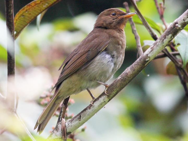 Rufous-brown Solitaire