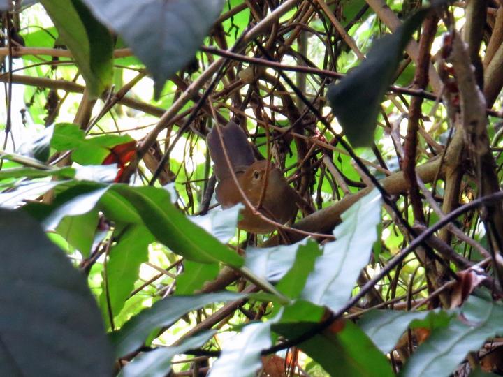 Brown Bush Warbler