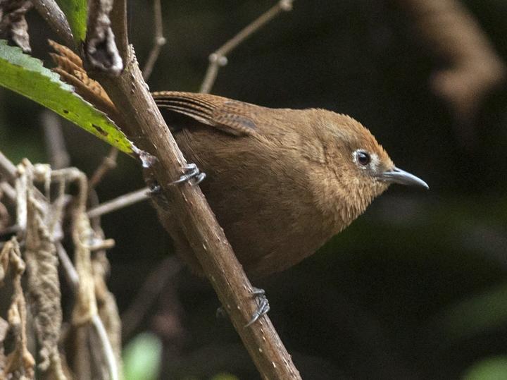 Peruvian Wren