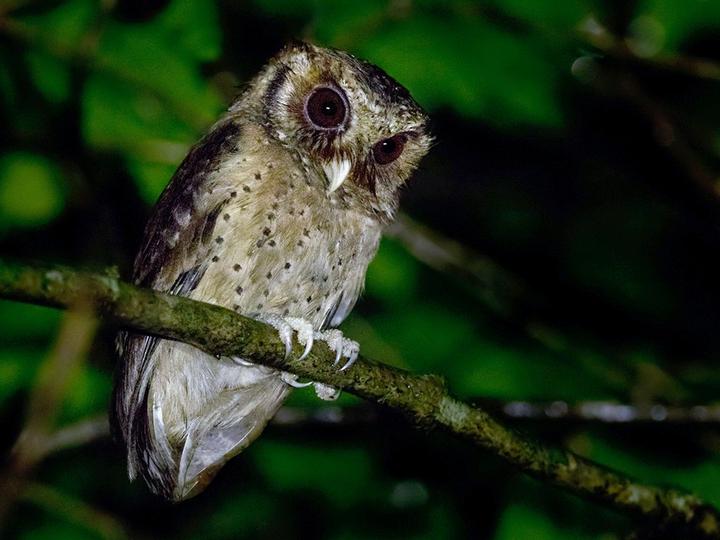 Reddish Scops Owl