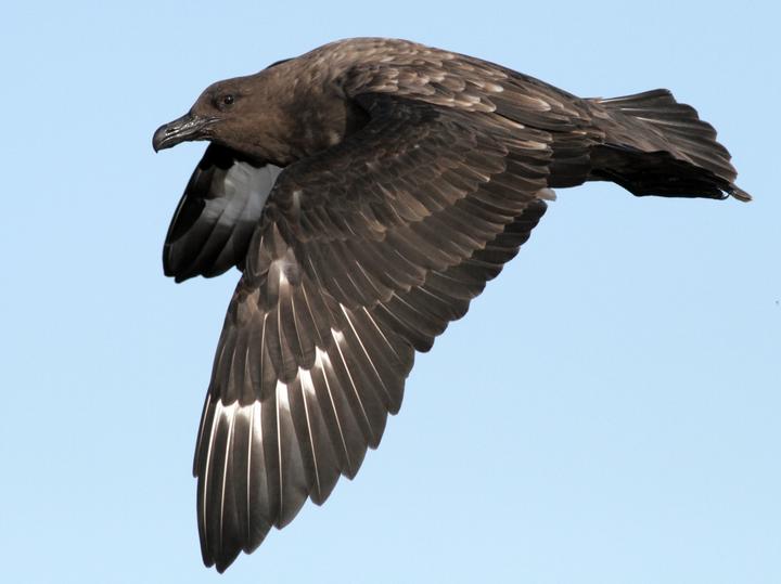 Brown Skua