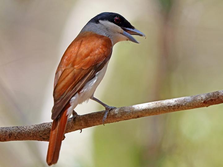 Rufous Vanga