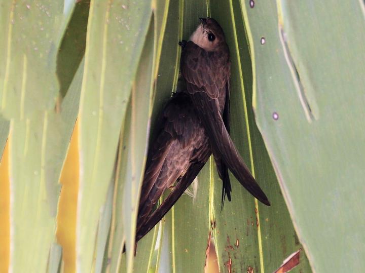 Asian Palm Swift