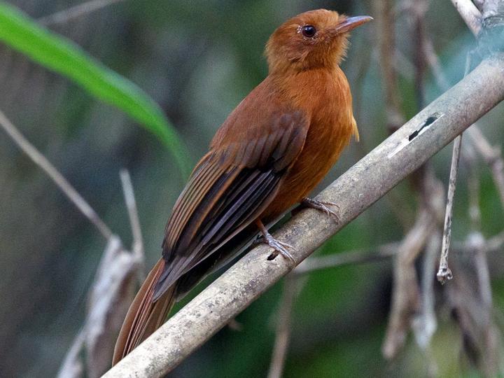 Rufous Twistwing