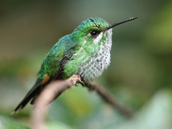 Rufous-booted Racket-tail