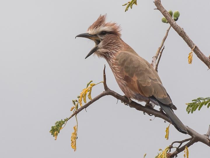 Purple Roller