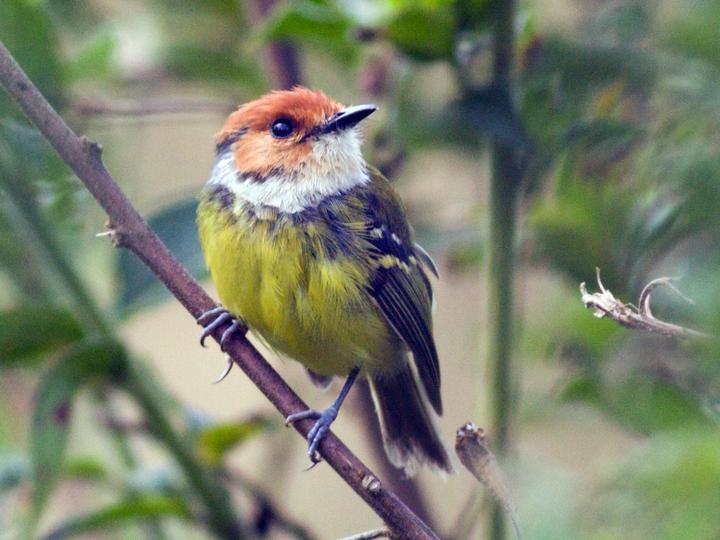 Rufous-crowned Tody-Flycatcher