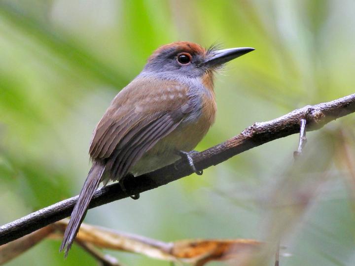Rufous-capped Nunlet