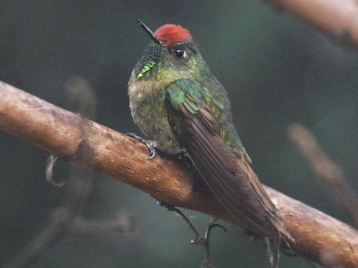 Rufous-capped Thornbill