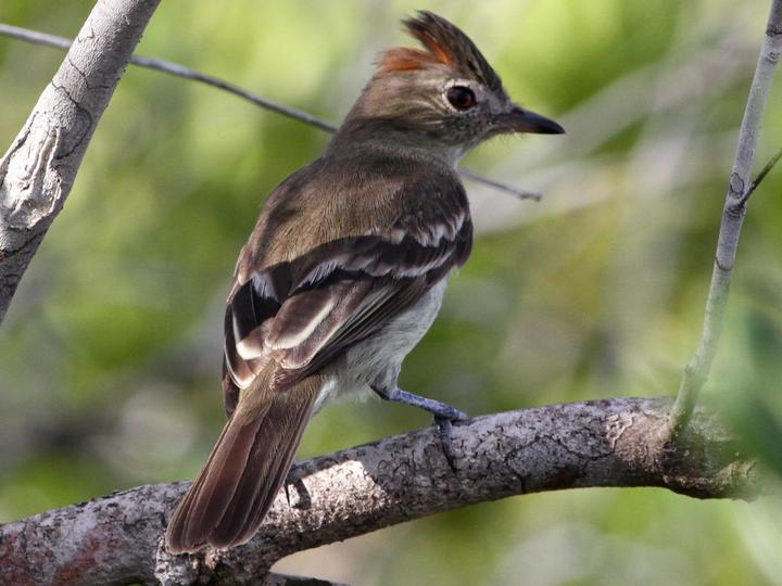 Rufous-crowned Elaenia