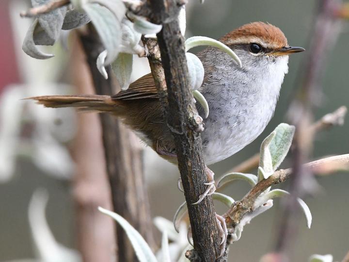 Grey-sided Bush Warbler