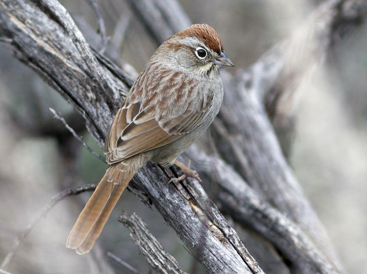 Rufous-crowned Sparrow