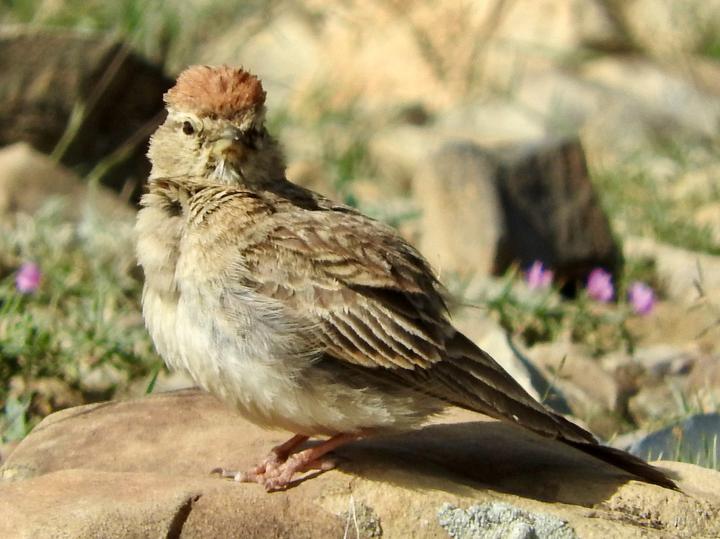 Rufous-capped Lark