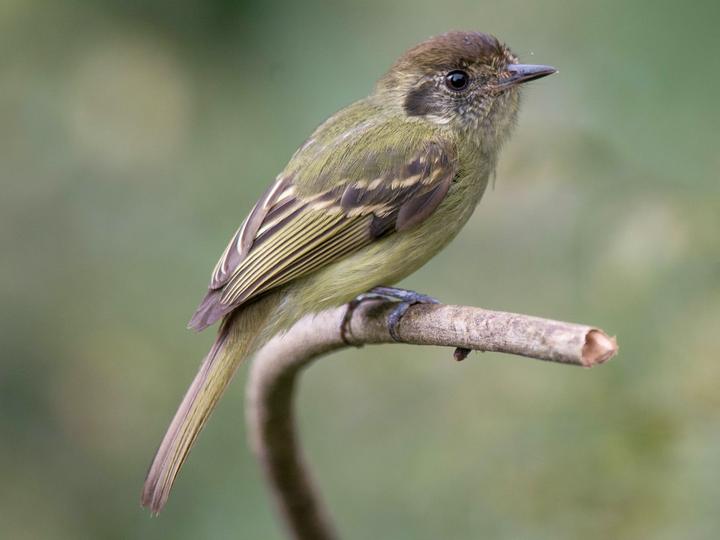 Sepia-capped Flycatcher