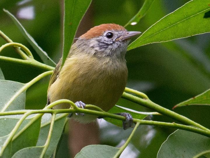 Rufous-crowned Greenlet