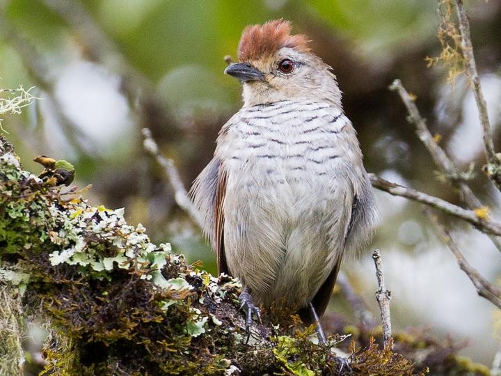 Rufous-capped Antshrike
