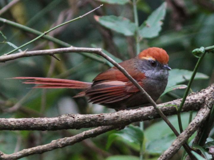 Rufous-capped Spinetail