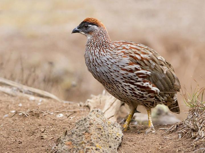 Erckel's Spurfowl