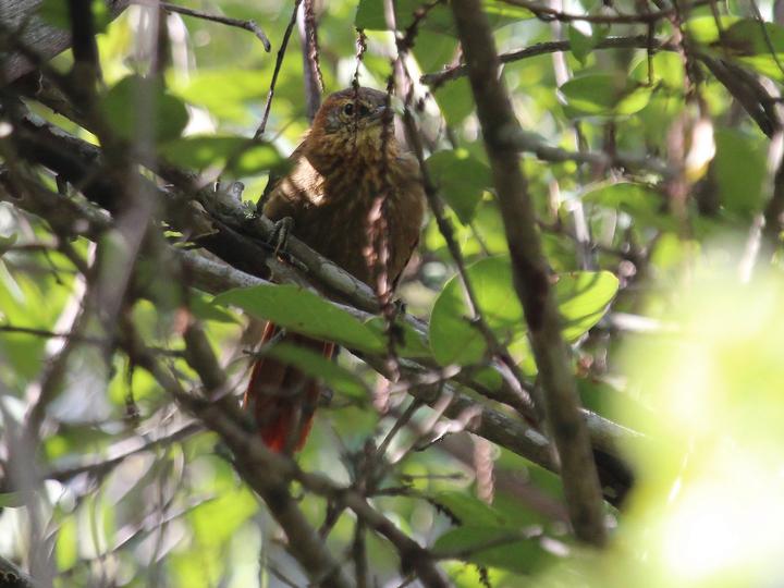 Rufous-necked Foliage-gleaner