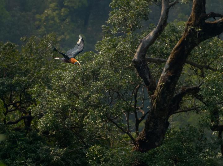 Rufous-necked Hornbill