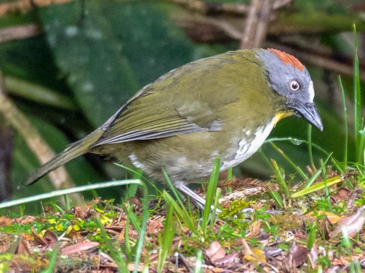 Rufous-naped Bellbird