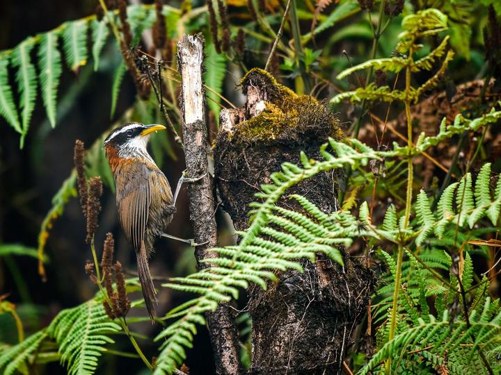 Streak-breasted Scimitar Babbler