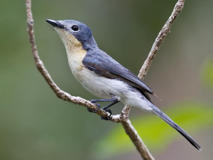 Broad-billed Flycatcher